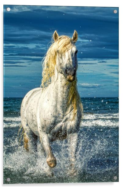 A white stallion stood in the sea with splashes Acrylic by Helkoryo Photography