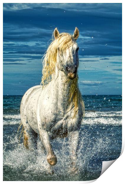 A white stallion stood in the sea with splashes Print by Helkoryo Photography