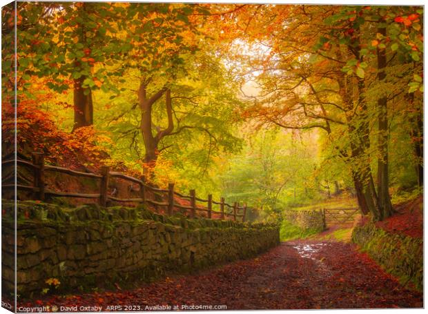 Autumnal track through Judy Woods Canvas Print by David Oxtaby  ARPS