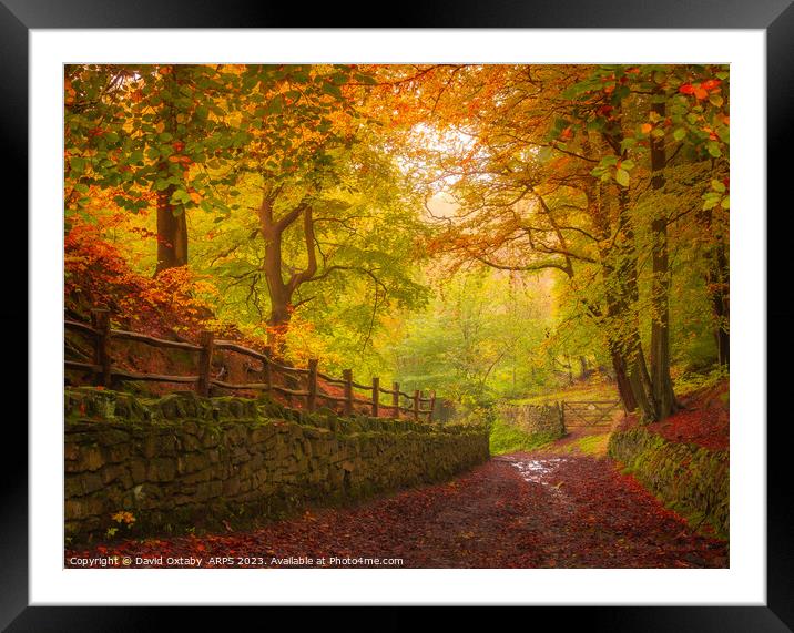 Autumnal track through Judy Woods Framed Mounted Print by David Oxtaby  ARPS