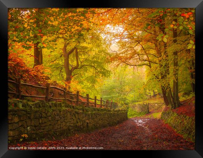 Autumnal track through Judy Woods Framed Print by David Oxtaby  ARPS