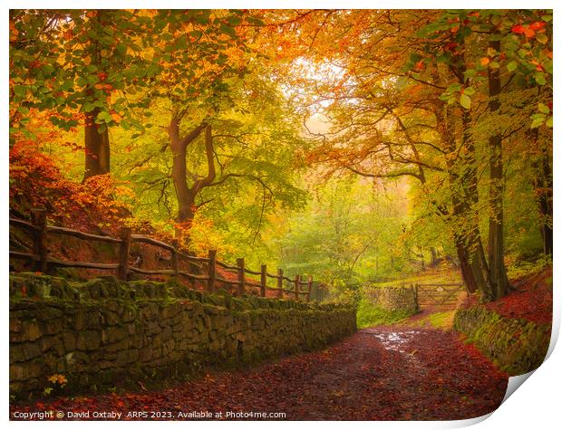 Autumnal track through Judy Woods Print by David Oxtaby  ARPS