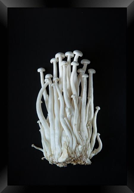 Enoki mushrooms on a black background Framed Print by Olga Peddi