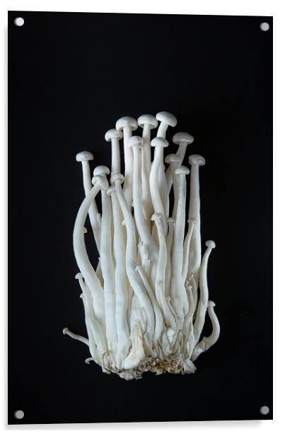 Enoki mushrooms on a black background Acrylic by Olga Peddi