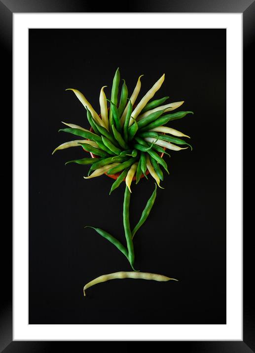Green and yellow bean flower on a black background Framed Mounted Print by Olga Peddi