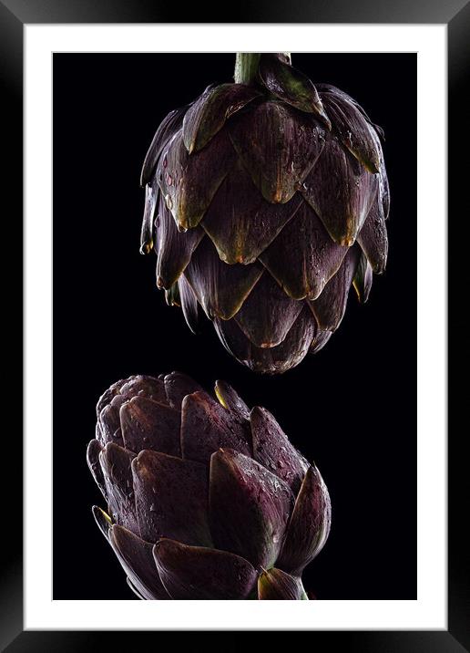 Fresh raw artichokes on black background. Ripe org Framed Mounted Print by Olga Peddi