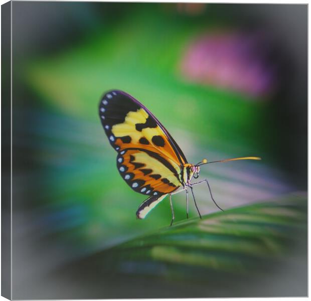 Tropical butterfly in the rainforest Canvas Print by Steve Painter