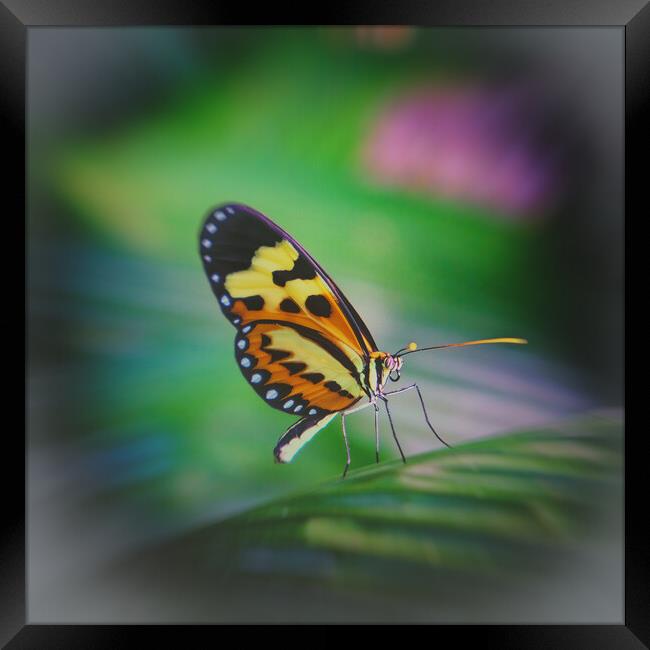 Tropical butterfly in the rainforest Framed Print by Steve Painter