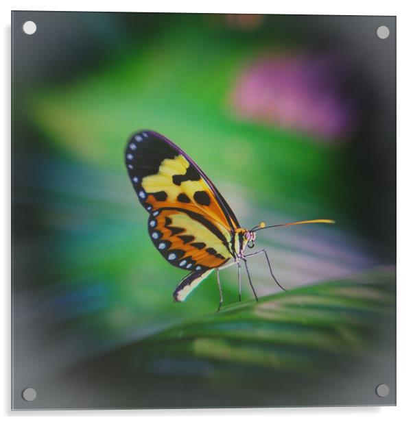 Tropical butterfly in the rainforest Acrylic by Steve Painter