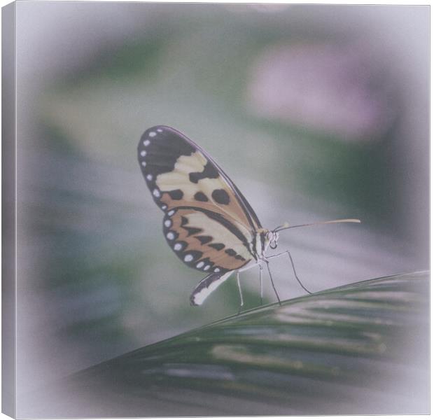 Tropical butterfly in the rainforest Canvas Print by Steve Painter