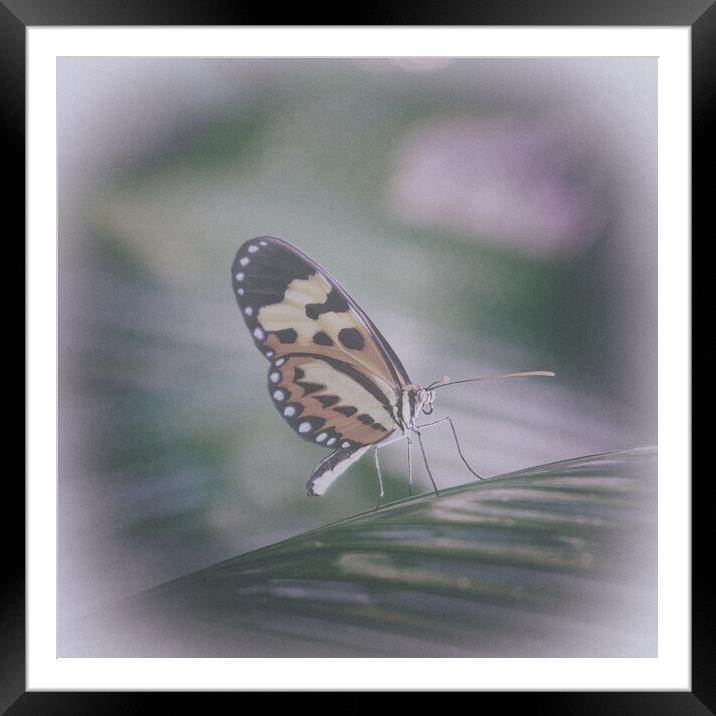 Tropical butterfly in the rainforest Framed Mounted Print by Steve Painter