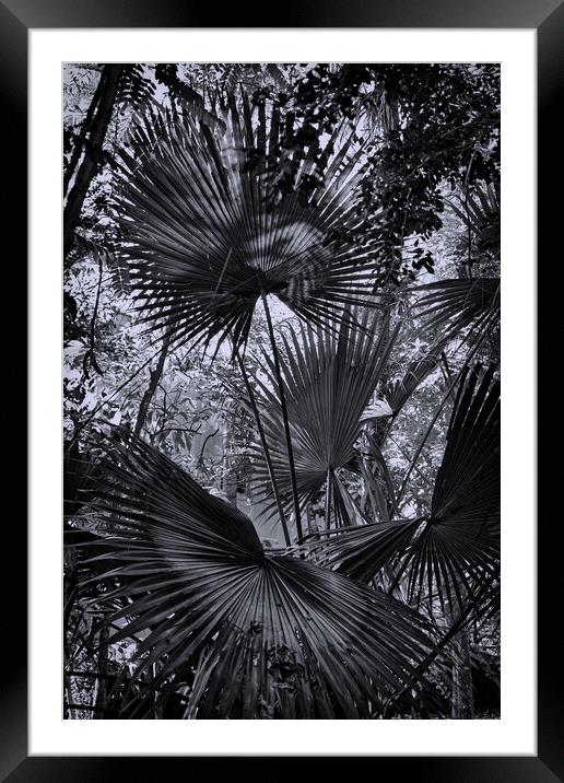 Fan palms Framed Mounted Print by Steve Painter