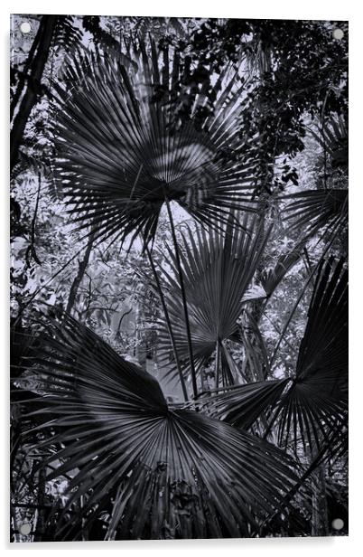 Fan palms Acrylic by Steve Painter