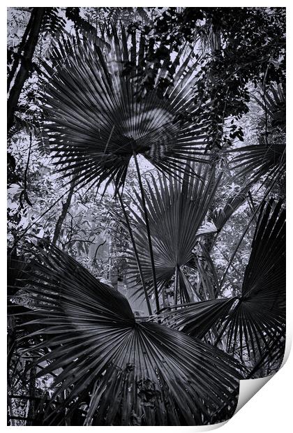 Fan palms Print by Steve Painter