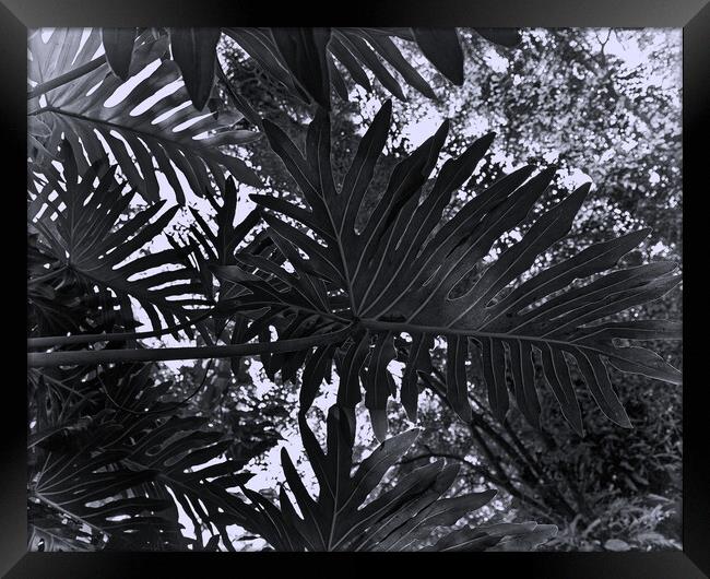 Tropical leaves Framed Print by Steve Painter