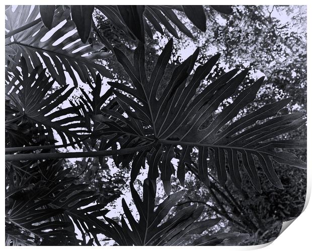 Tropical leaves Print by Steve Painter
