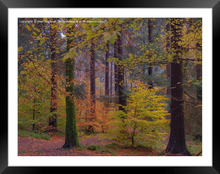 Autumn Glory on Coed Tan Dinas Walk Framed Mounted Print by Pearl Bucknall