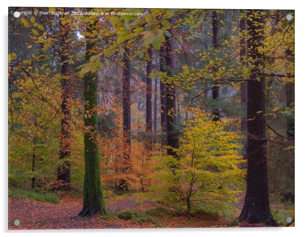 Autumn Glory on Coed Tan Dinas Walk Acrylic by Pearl Bucknall