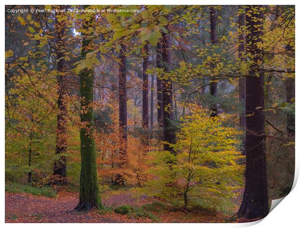Autumn Glory on Coed Tan Dinas Walk Print by Pearl Bucknall