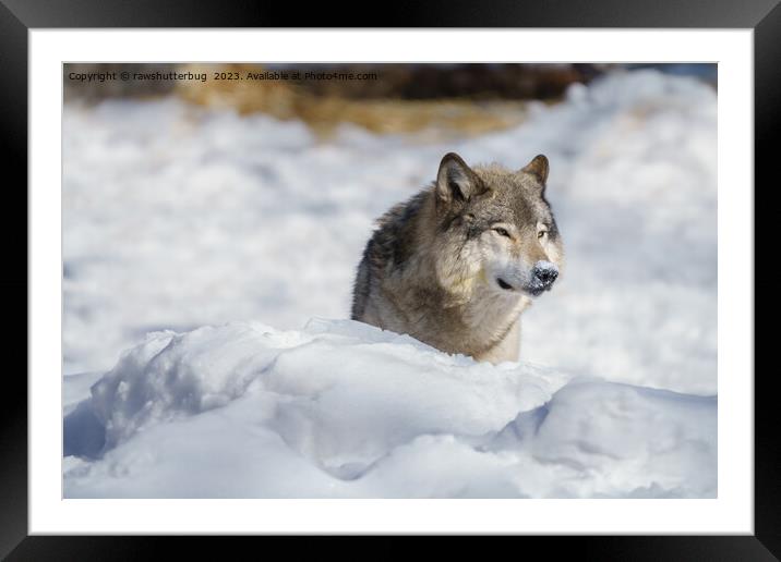 Lone Wolf in Snow Framed Mounted Print by rawshutterbug 