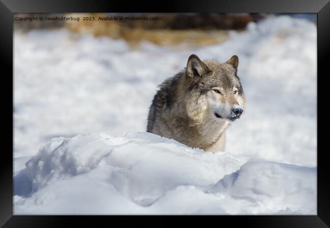 Lone Wolf in Snow Framed Print by rawshutterbug 