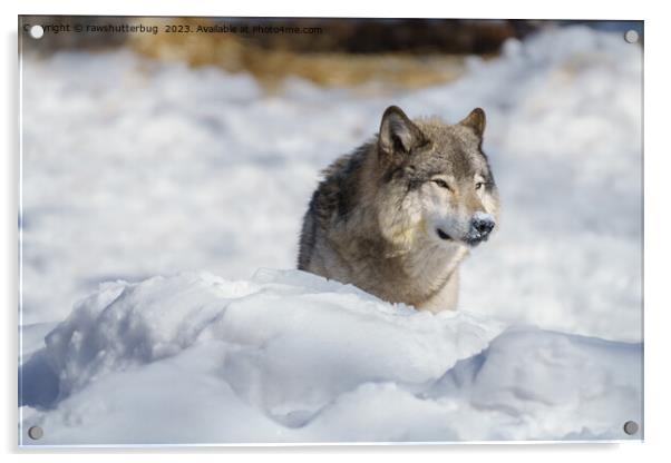 Lone Wolf in Snow Acrylic by rawshutterbug 