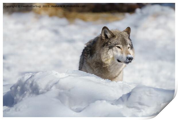 Lone Wolf in Snow Print by rawshutterbug 