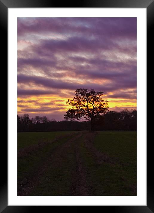 Tree Sunset Framed Mounted Print by Richard Thomas