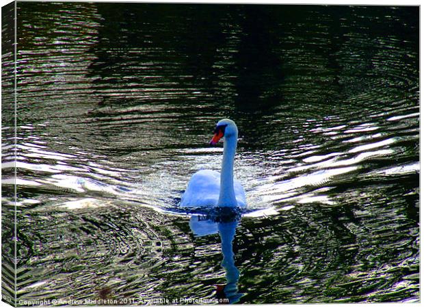 Blue Swan Canvas Print by Andrew Middleton