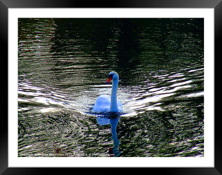 Blue Swan Framed Mounted Print by Andrew Middleton