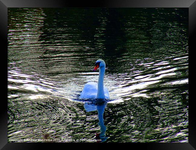 Blue Swan Framed Print by Andrew Middleton