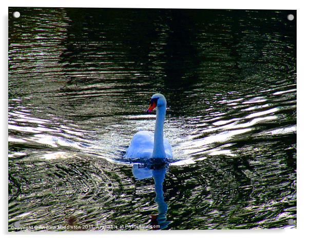 Blue Swan Acrylic by Andrew Middleton