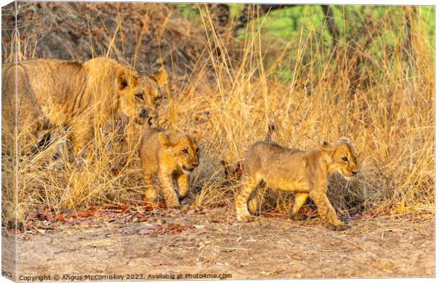 Lioness with cubs Zambia Canvas Print by Angus McComiskey