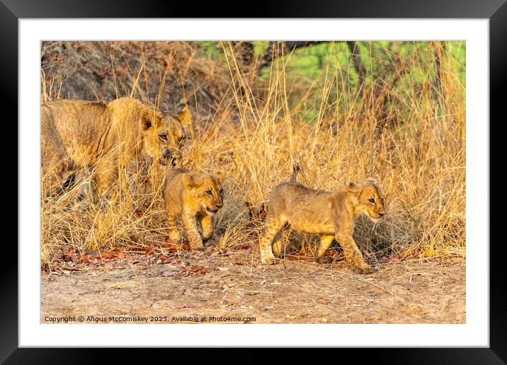Lioness with cubs Zambia Framed Mounted Print by Angus McComiskey