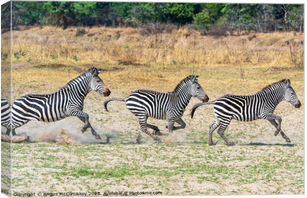 Galloping zebras Zambia Canvas Print by Angus McComiskey