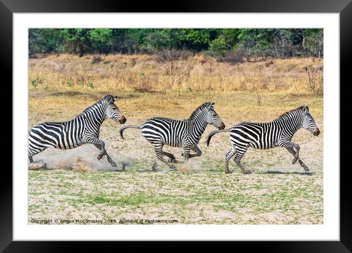 Galloping zebras Zambia Framed Mounted Print by Angus McComiskey