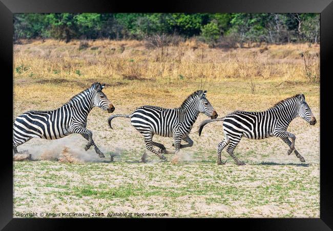 Galloping zebras Zambia Framed Print by Angus McComiskey