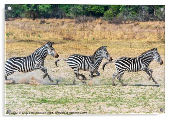 Galloping zebras Zambia Acrylic by Angus McComiskey