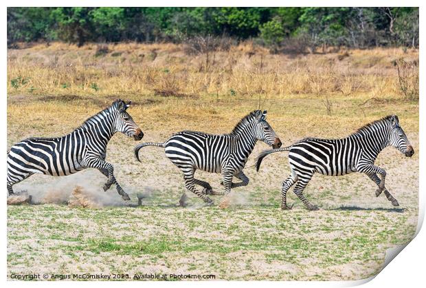 Galloping zebras Zambia Print by Angus McComiskey