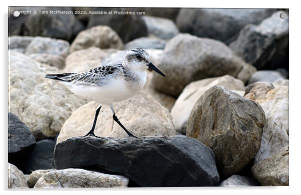 Sanderling Acrylic by Tom McPherson