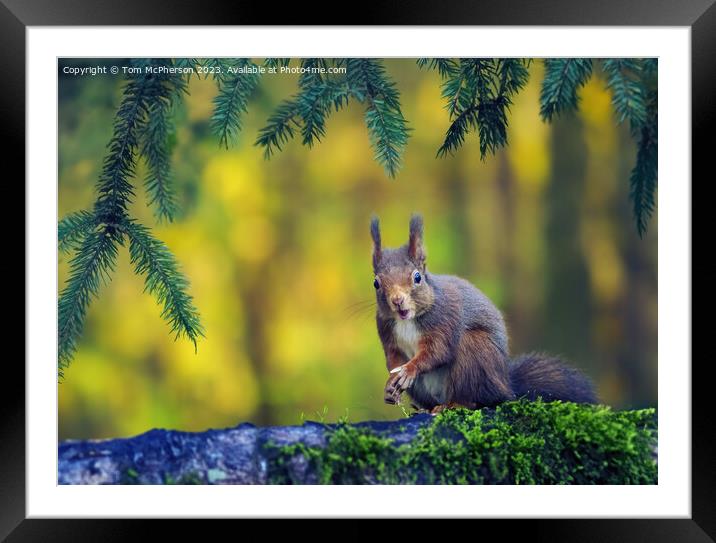 The Red Squirrel Framed Mounted Print by Tom McPherson
