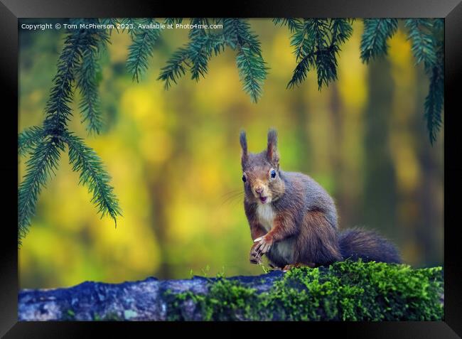 The Red Squirrel Framed Print by Tom McPherson