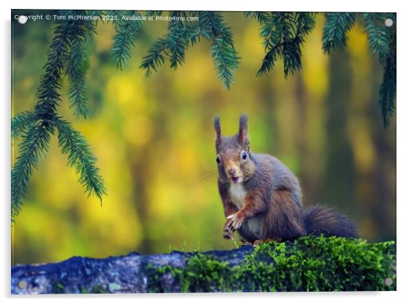 The Red Squirrel Acrylic by Tom McPherson