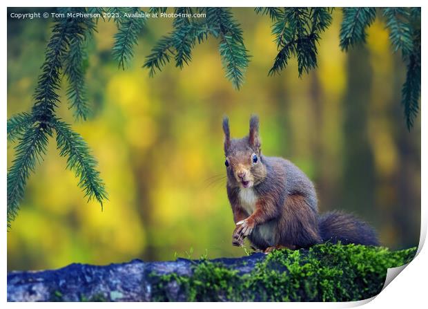 The Red Squirrel Print by Tom McPherson