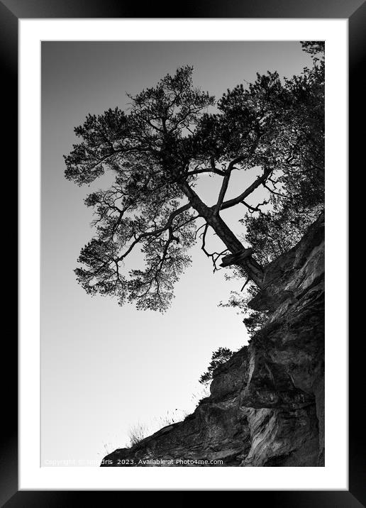 Lone Pine Tree, Monochrome Framed Mounted Print by Imladris 