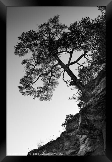 Lone Pine Tree, Monochrome Framed Print by Imladris 