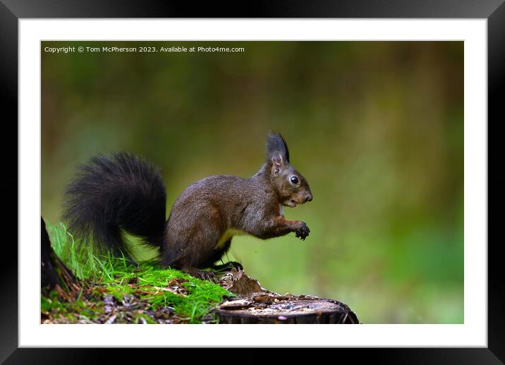 The red squirrel Framed Mounted Print by Tom McPherson