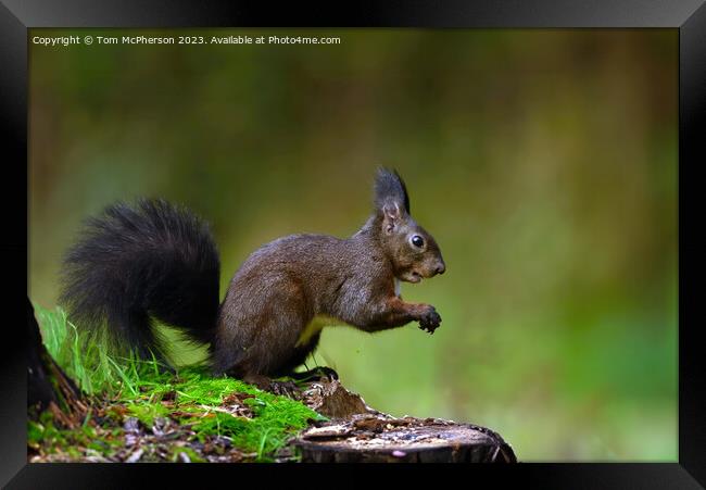 The red squirrel Framed Print by Tom McPherson