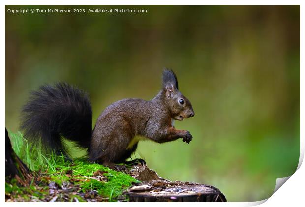 The red squirrel Print by Tom McPherson
