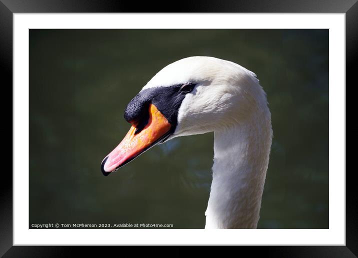 Mute Swan Framed Mounted Print by Tom McPherson